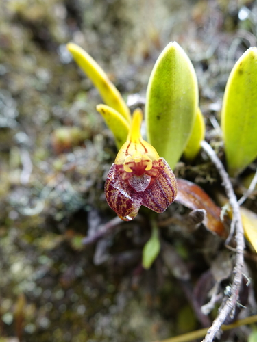 Masdevallia bonplandii, photograph 6