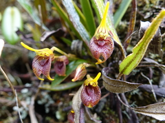 (c) Frank Dietze, some rights reserved (CC BY) Masdevallia bonplandii, photograph (c) Frank Dietze, some rights reserved (CC BY)