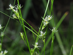 Juncus tenuis