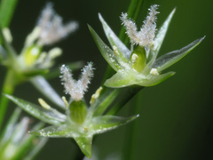 Juncus tenuis