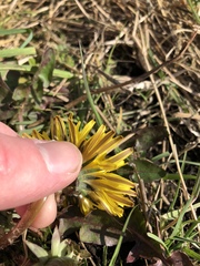 Taraxacum pseudohamatum