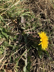 Taraxacum pseudohamatum