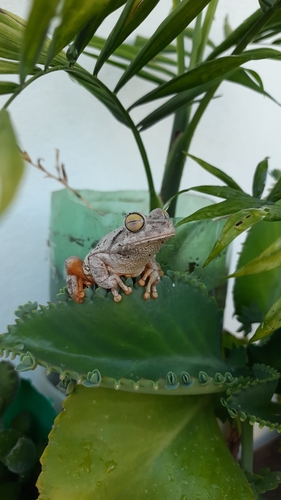Emerald-eyed Tree Frog