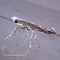 Epicephala lativalvaris