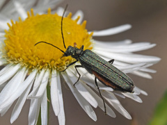 Oedemera virescens