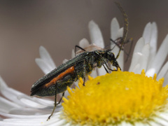 Oedemera virescens