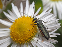 Oedemera virescens