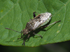 Stictopleurus punctatonervosus