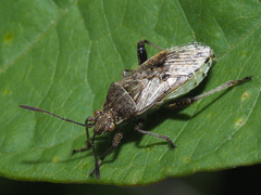 Stictopleurus punctatonervosus