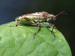 Stictopleurus punctatonervosus
