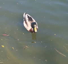 Anas platyrhynchos