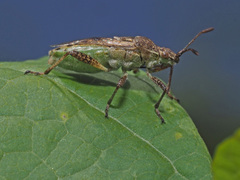 Stictopleurus punctatonervosus