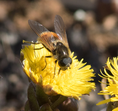 Cheilosia grossa