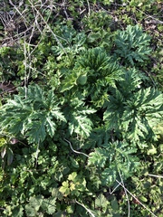 Heracleum mantegazzianum