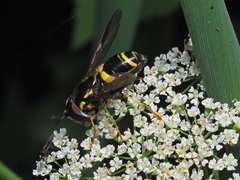 Chrysotoxum bicinctum
