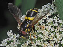 Chrysotoxum bicinctum