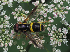 Chrysotoxum bicinctum