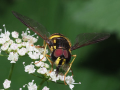 Chrysotoxum bicinctum