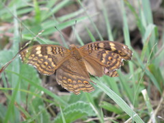 Junonia chorimene
