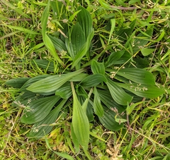 Plantago lanceolata