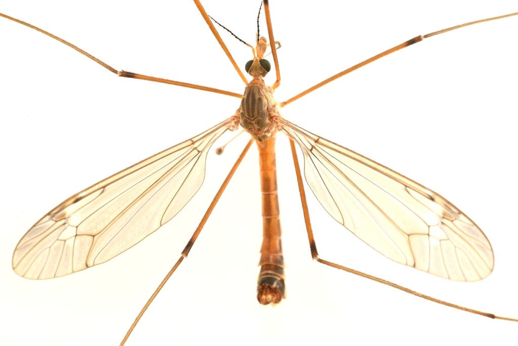 Tipula lygropis