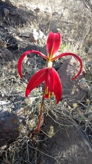 Sprekelia formosissima