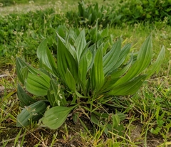 Plantago lanceolata