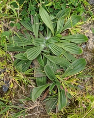 Plantago lanceolata