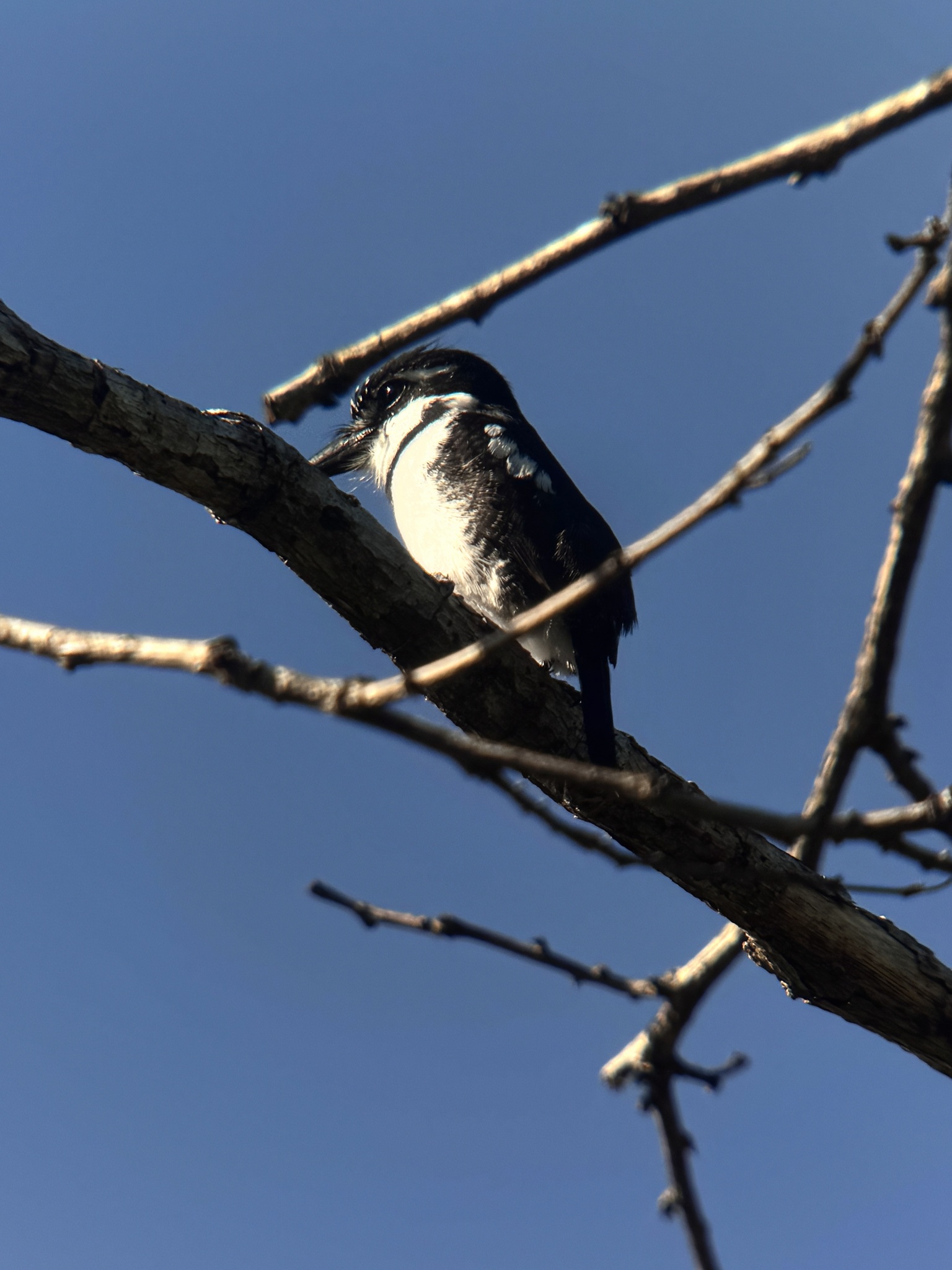 Pied Puffbird (Notharchus tectus), photo 5