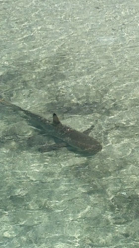 Carcharhinus melanopterus