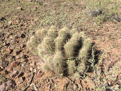 Echinocereus engelmannii