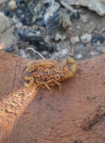 Brazilian Yellow Scorpion