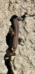 Podarcis muralis maculiventris