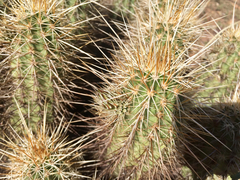 Echinocereus engelmannii