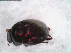Pseudocanthon perplexus