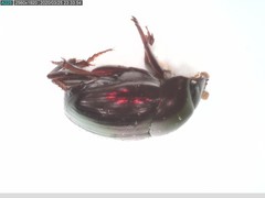 Pseudocanthon perplexus