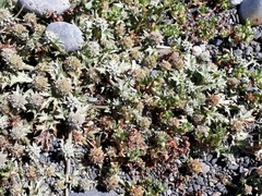 Eryngium vesiculosum