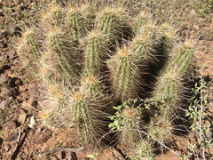 Echinocereus engelmannii