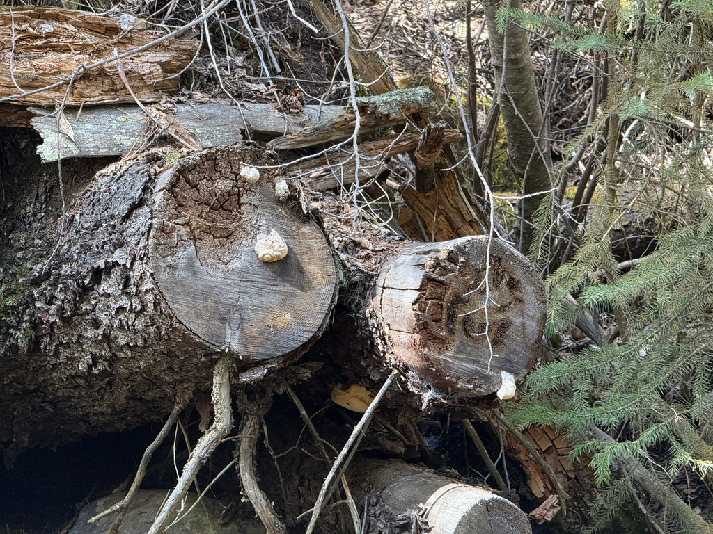 Spongiporus leucospongia