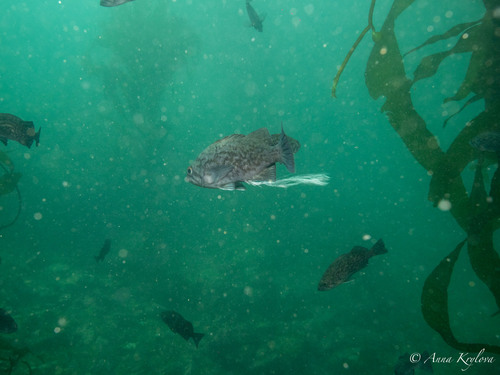 Blue rockfish (Sebastes mystinus) — Sebastidae — 2