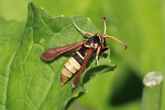 Paranthrene robiniae