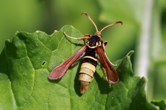 Paranthrene robiniae