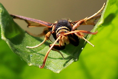 Paranthrene robiniae