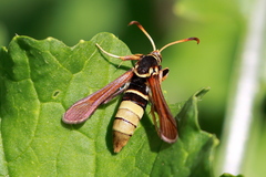 Paranthrene robiniae