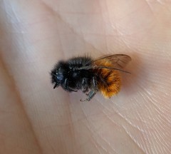 Osmia cornuta