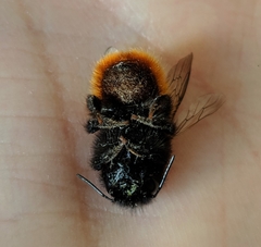Osmia cornuta