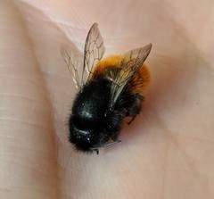 Osmia cornuta