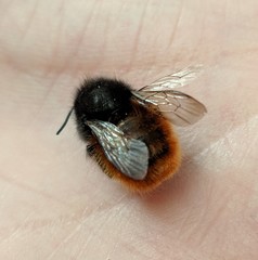 Osmia cornuta