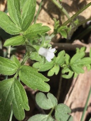 Phacelia ranunculacea