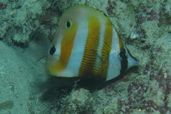 Coradion chrysozonus